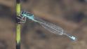 Ischnura pumilio (Scarce Blue-tailed Damselfly) male 12.jpg